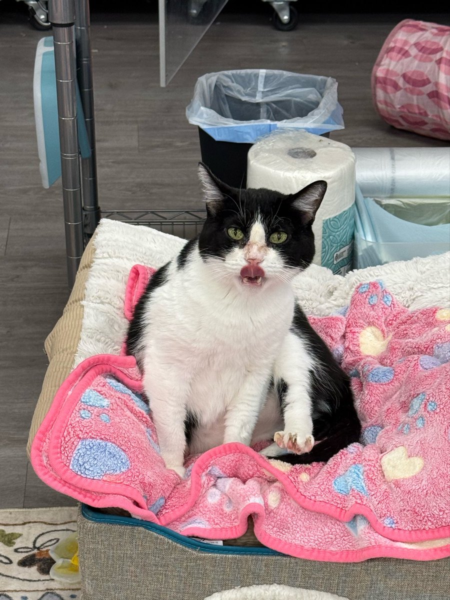 feederofcats's tweet photo. cats today https://t.co/5uCNnogGKM