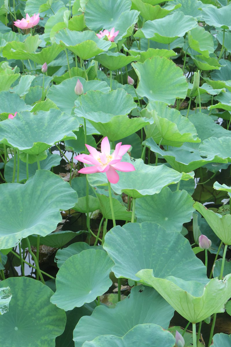 GuJ729's tweet photo. 荷花开 https://t.co/k3lCF3n0IN