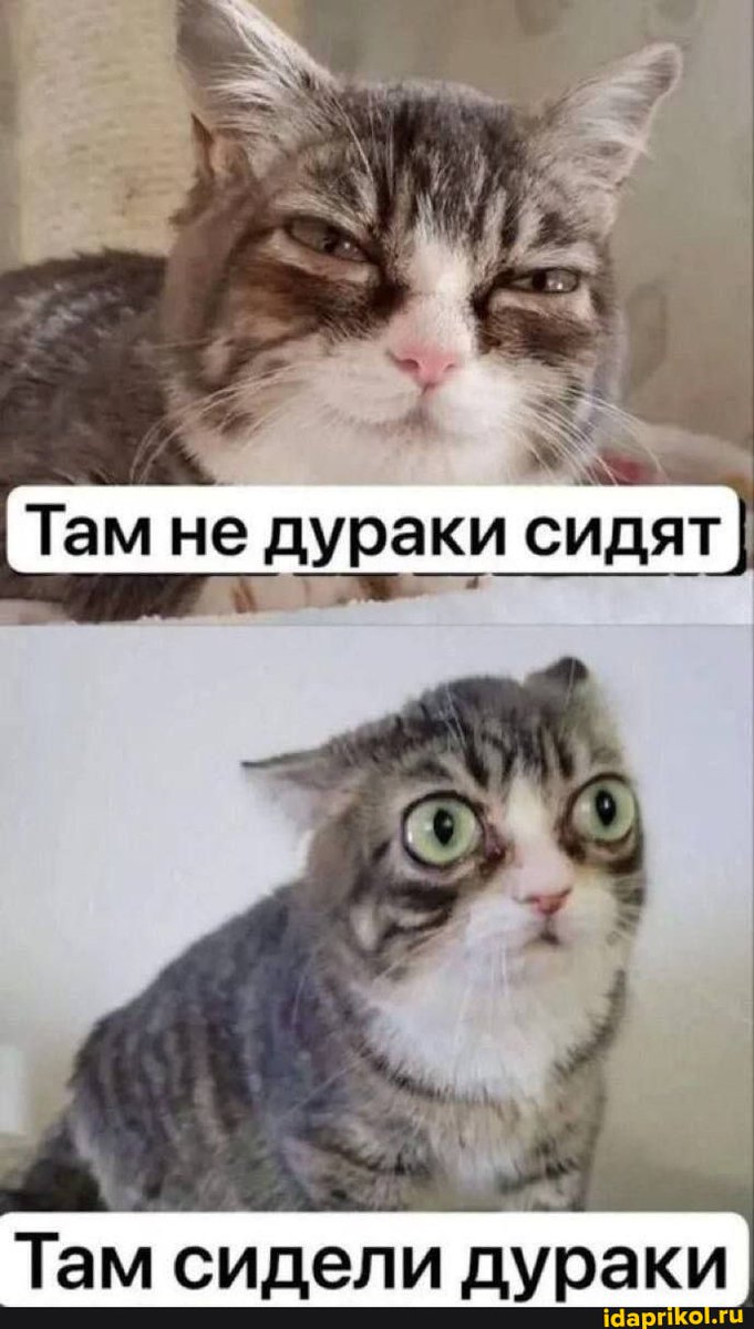 Хроники фашистской федерации tweet media