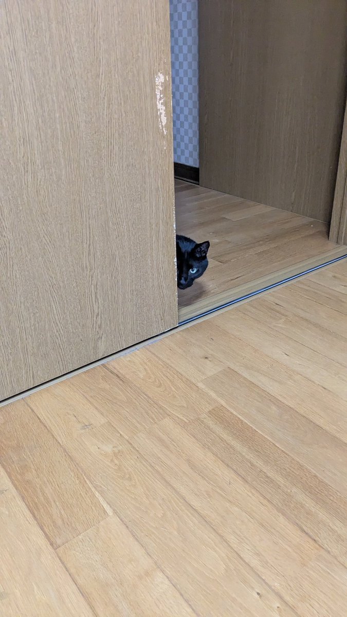 パルプンテ(イエローダックス梅ちゃん) tweet media