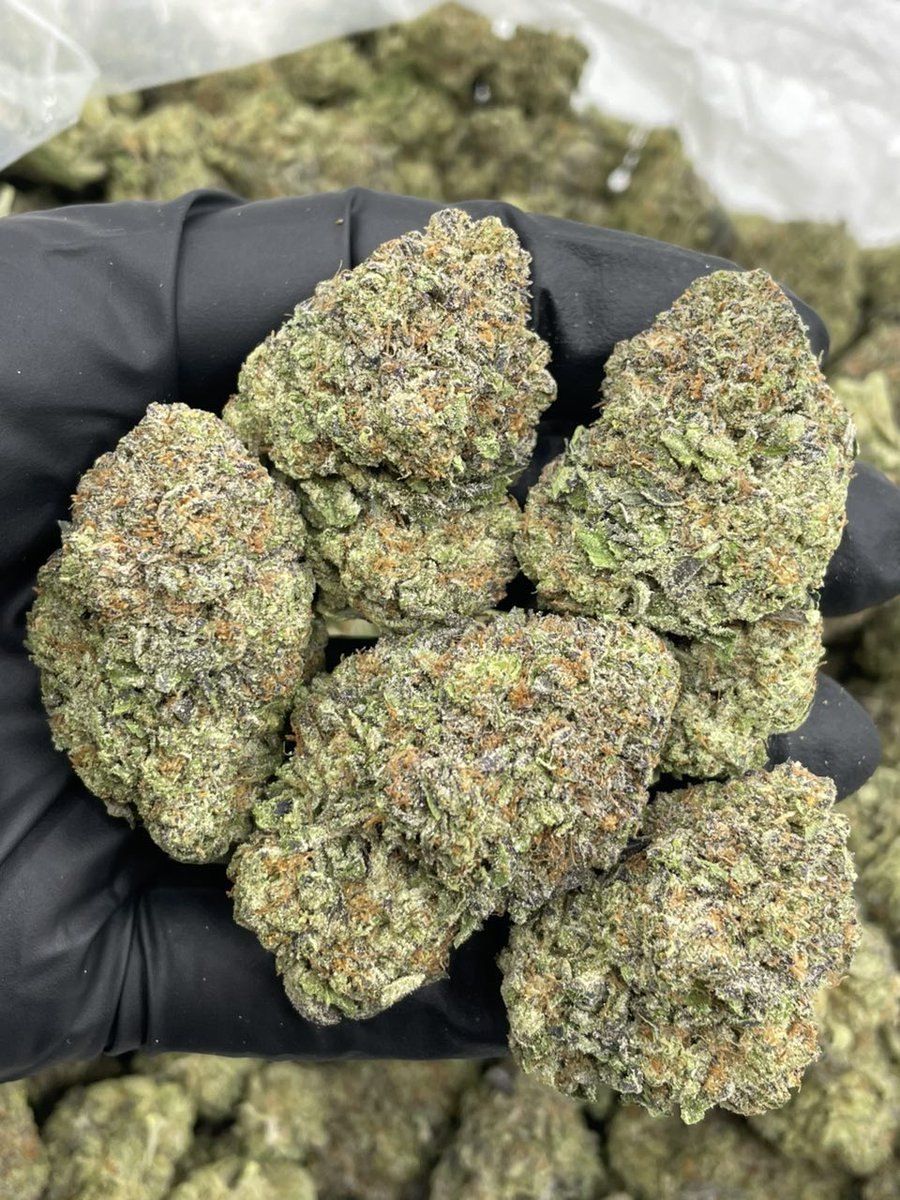 PureLeafHQ's tweet photo. Green Lantern  💚🏮

Frosty lime green big buds with sprinkles of purp! Nice sticky cure with a loud hazey nose &amp; cookies terps 🔥 https://t.co/ZXLv1cQUo5