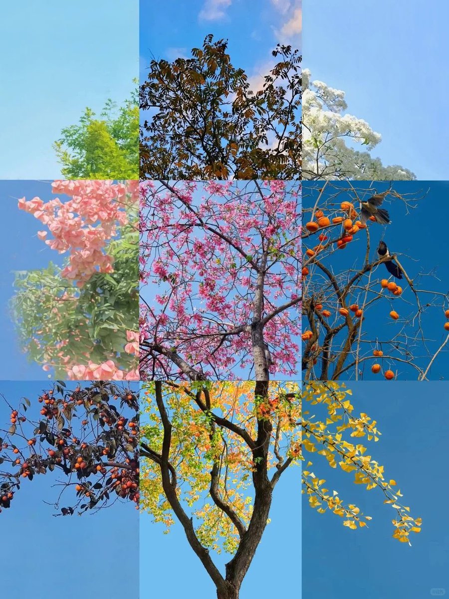 greenvibe's tweet photo. A beautiful collage of colorful trees and flowers in different seasons. https://t.co/CD3WXRpnhr
