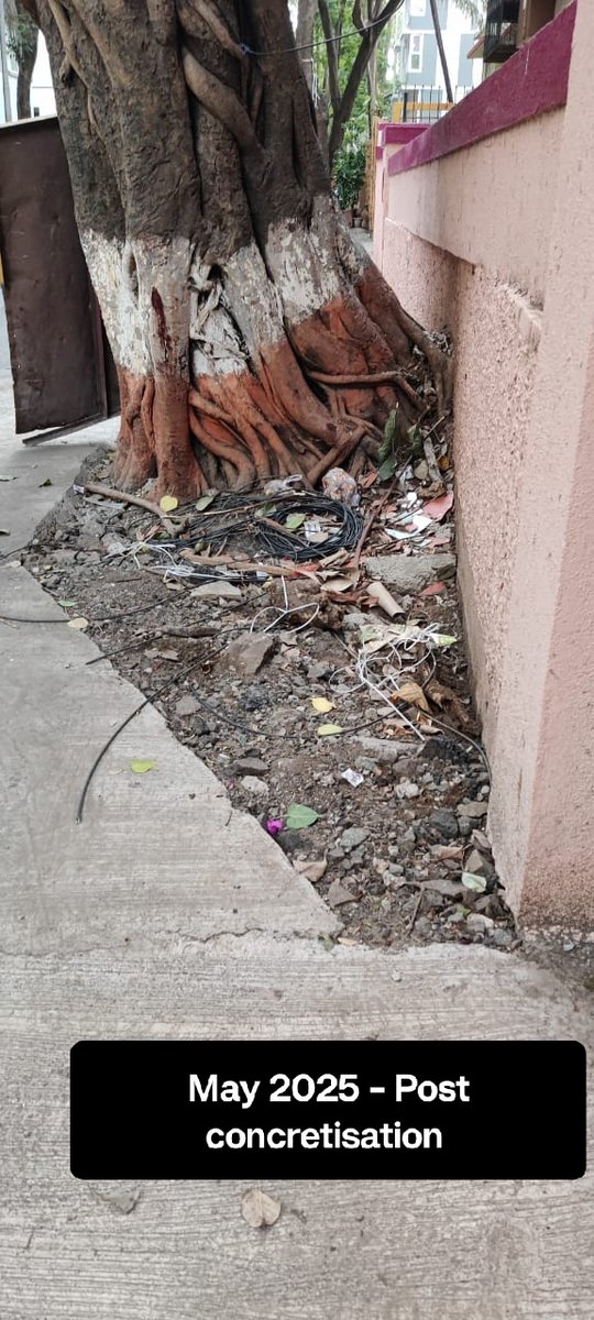 cdchembur1's tweet photo. The road department should be largely responsible. See pics. No understanding of the issue - how can they say tree health was ok in 2026 when the roots were damaged whilst concreting the road way back in 2024-25! No collaboration between depts https://t.co/qBdHK8Waoa