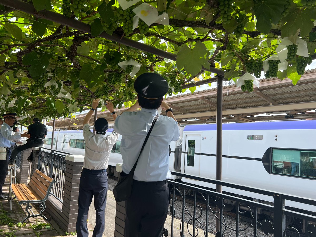 info40430583's tweet photo. 本日「日本で唯一！ホームのぶどう園」の傘かけを行いました。　
すくすくと育っています!(^^)!　美味しくなってね～！🍇
＃メルロ　＃ナイアガラ　＃塩尻　＃駅 https://t.co/UaRPd5q8UR