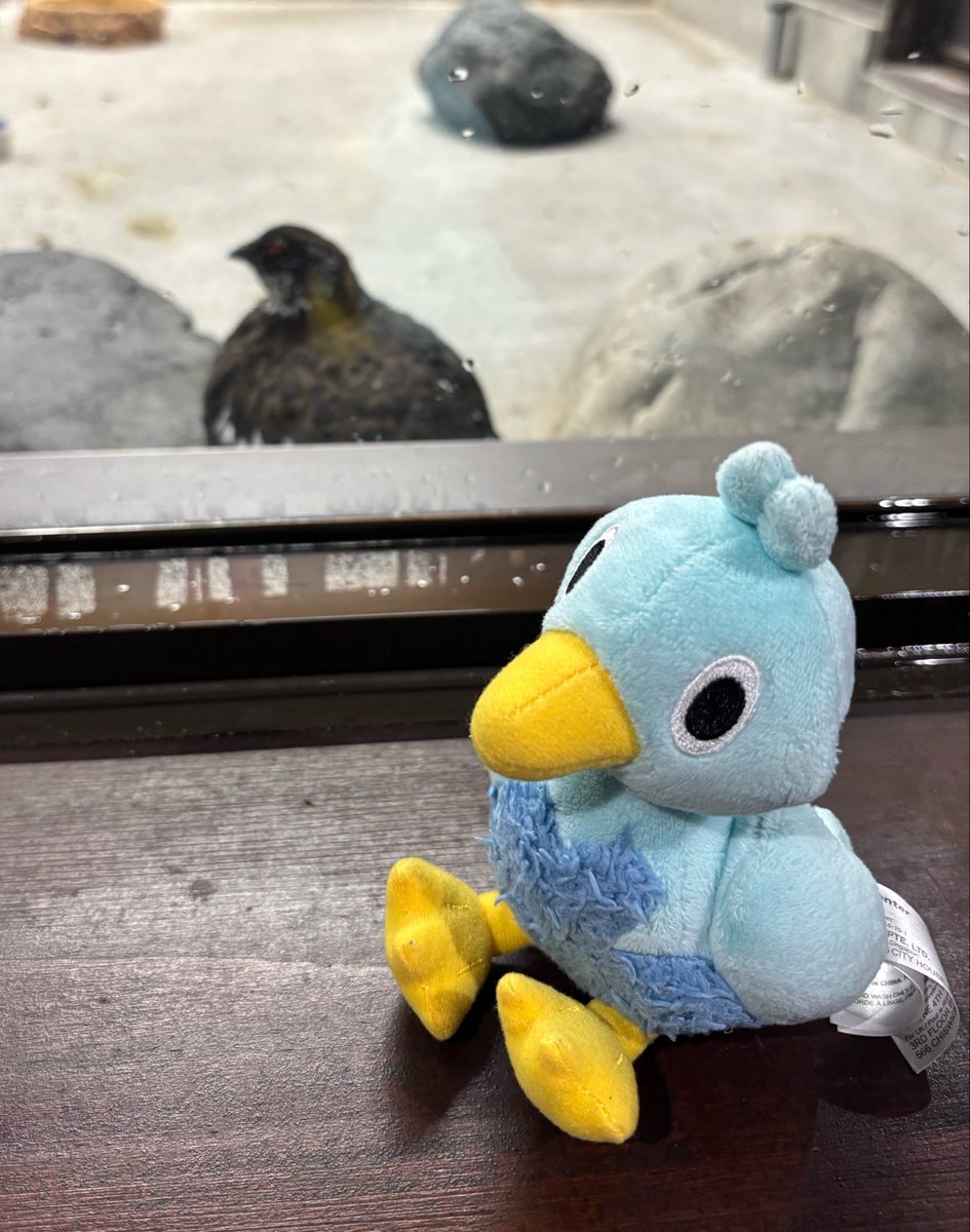 aopajaro's tweet photo. 先日、お友達と旅行してきました〜鱒寿司が美味しい、背丈を超える雪の壁、美しい山並、ライチョウが見られる。どこでしょう〜🍣🍣✨🩵 https://t.co/bR7GCqfv81