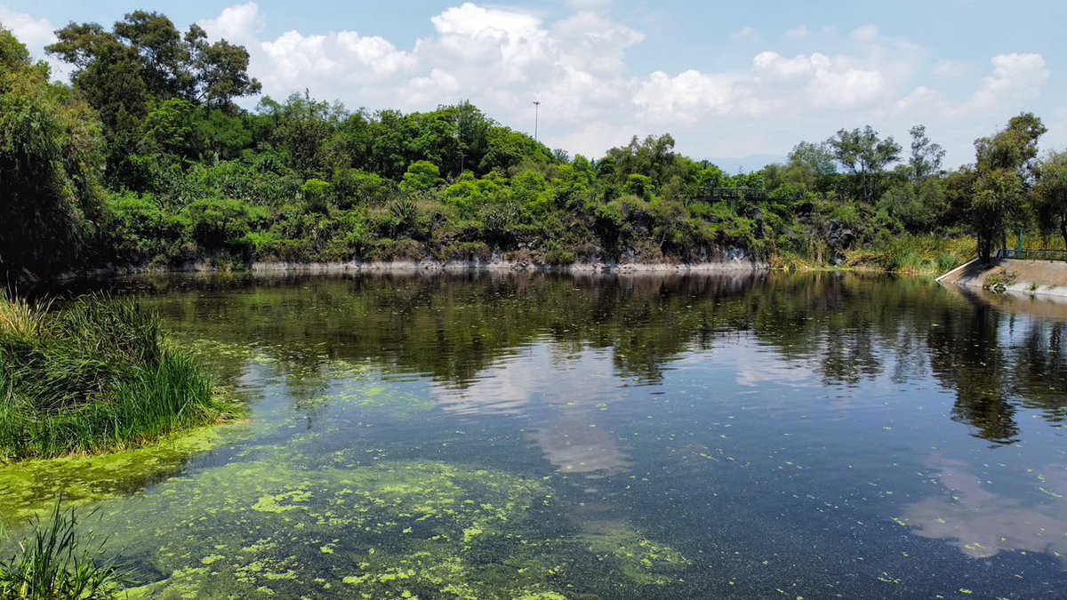 giogutierrezag's tweet photo. Avanzamos con las etapas de rehabilitación y limpieza de nuestro lago del Parque Ecológico Huayamilpas; ya concluimos con el retiro de lentejilla, PET y otros residuos. 

Seguimos trabajando 24/7 para cambiar el rostro de este emblemático espacio ecológico, en total coordinación con la @SEMAR_mx, @SEMARNAT_mx, @PAOTmx, @PROFEPA_Mx, @SEGIAGUA, @SEDEMA_CDMX, Brigada de Vigilancia Animal de la @SSC_CDMX y el equipo de la @Alcaldia_Coy 🌳🌊🚣🏾👷🏽‍♂️🧑🏽‍🔧 #ContigoImparables ✨