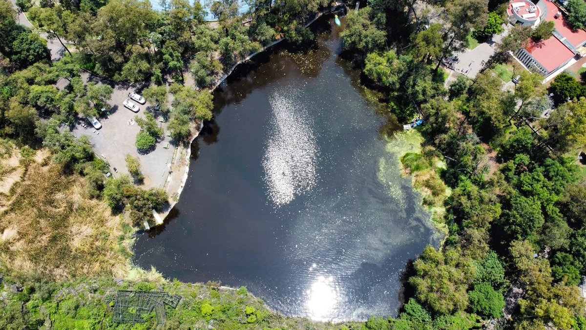 giogutierrezag's tweet photo. Avanzamos con las etapas de rehabilitación y limpieza de nuestro lago del Parque Ecológico Huayamilpas; ya concluimos con el retiro de lentejilla, PET y otros residuos. 

Seguimos trabajando 24/7 para cambiar el rostro de este emblemático espacio ecológico, en total coordinación con la @SEMAR_mx, @SEMARNAT_mx, @PAOTmx, @PROFEPA_Mx, @SEGIAGUA, @SEDEMA_CDMX, Brigada de Vigilancia Animal de la @SSC_CDMX y el equipo de la @Alcaldia_Coy 🌳🌊🚣🏾👷🏽‍♂️🧑🏽‍🔧 #ContigoImparables ✨