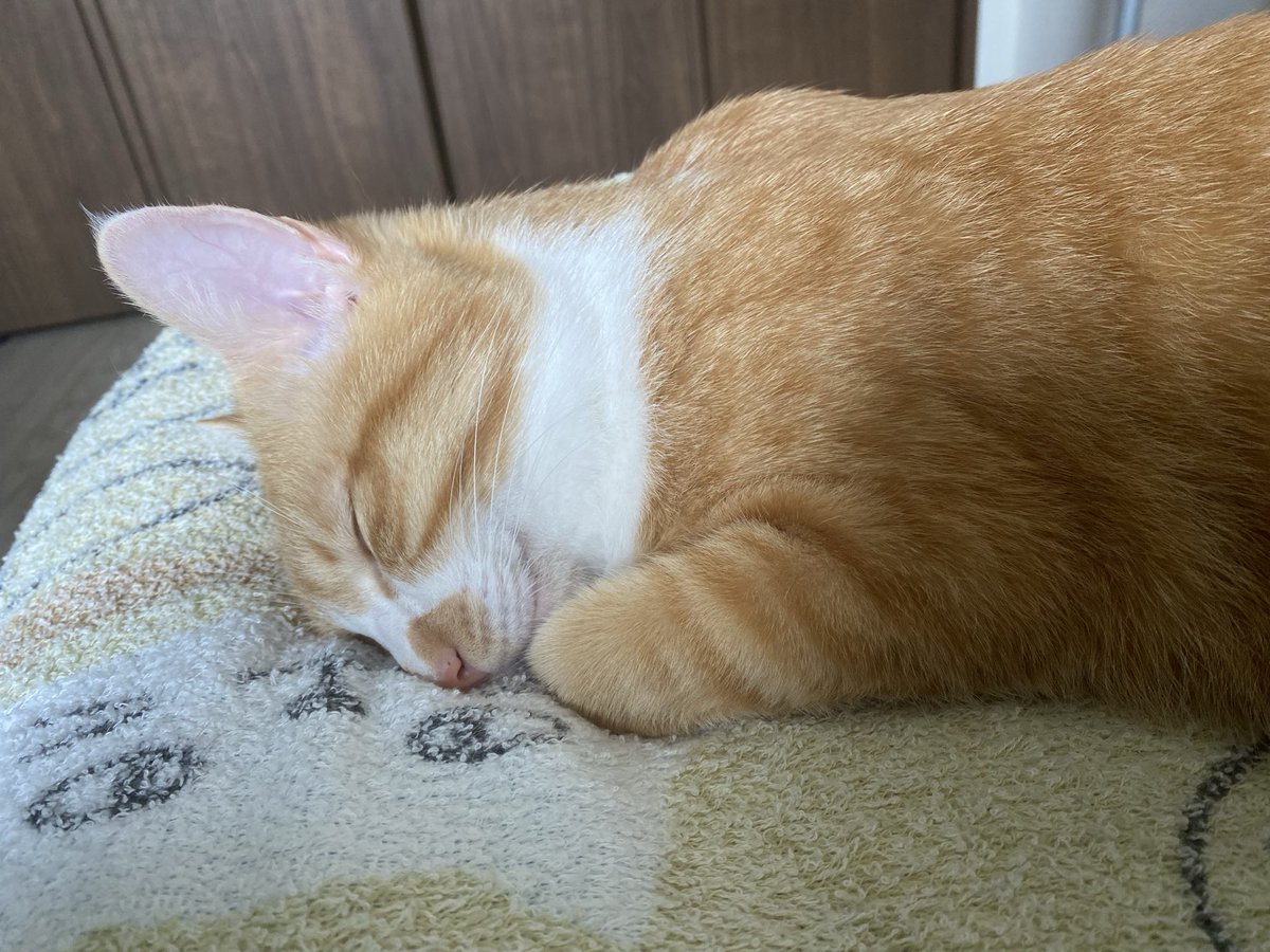 kibitaro_momoko's tweet photo. お昼寝中なのでおやつ迄起こすなです😽 https://t.co/X8TcVRmchq