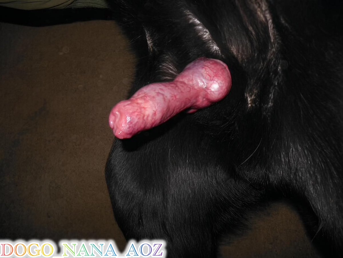 EvelynChari1's tweet photo. Come for pleasure, stay for addiction.
subscribe to the link below for Dropbox Package 

https://t.co/BHWZbarb7C

don't miss out

#beastality #zoophillia #zoosarevalid #beastiality #dogknot #zooprideisvalid #hypnotistzoophilesarevalid
#zoophiletwt #Usa #Germany #France https://t.co/tqgwKvZY3R