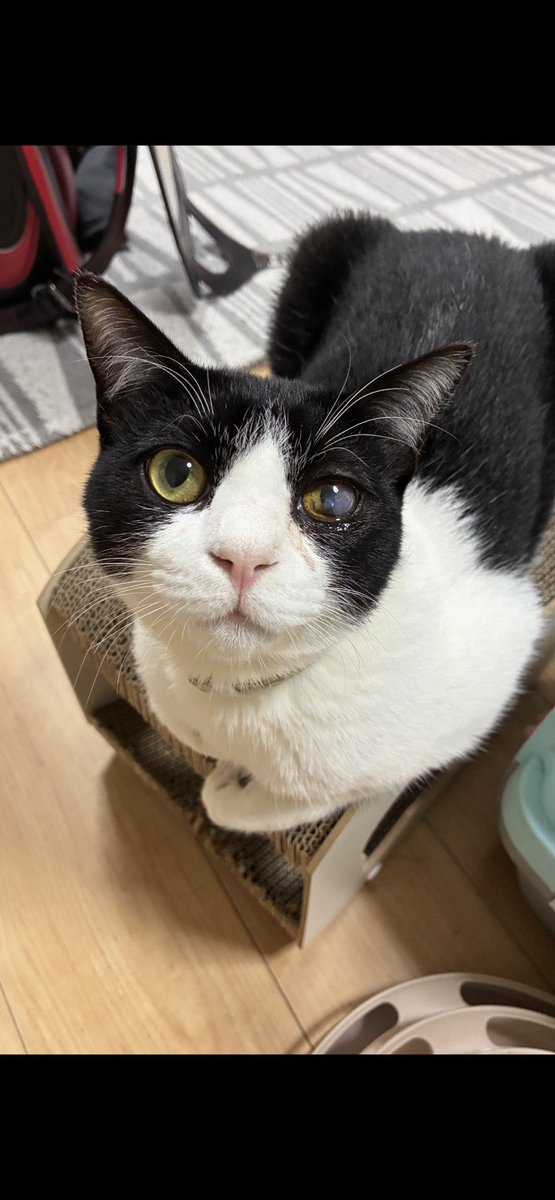 privateeye_pet's tweet photo. 【迷子猫を探しています‼️】

福岡県北九州市小倉南区中曽根東付近にて

6月30日から行方不明になりました💦

目撃した方はリプライやDMをいただけますと幸いです🙇‍♂️

名前：アル
性別：オス（去勢済）
年齢：1歳
特徴：首輪あり
　　　白黒ハチワレ
　　　ビビりな性格
　　　尻尾が長く黒い
　　　左目が濁っている

#迷子猫 #猫 #迷い猫 #福岡県 #北九州市 #小倉南区 #中曽根東 #拡散希望 #迷子ペットを守りたい