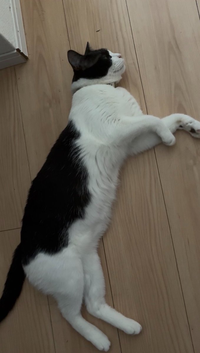 privateeye_pet's tweet photo. 【迷子猫を探しています‼️】

福岡県北九州市小倉南区中曽根東付近にて

6月30日から行方不明になりました💦

目撃した方はリプライやDMをいただけますと幸いです🙇‍♂️

名前：アル
性別：オス（去勢済）
年齢：1歳
特徴：首輪あり
　　　白黒ハチワレ
　　　ビビりな性格
　　　尻尾が長く黒い
　　　左目が濁っている

#迷子猫 #猫 #迷い猫 #福岡県 #北九州市 #小倉南区 #中曽根東 #拡散希望 #迷子ペットを守りたい
