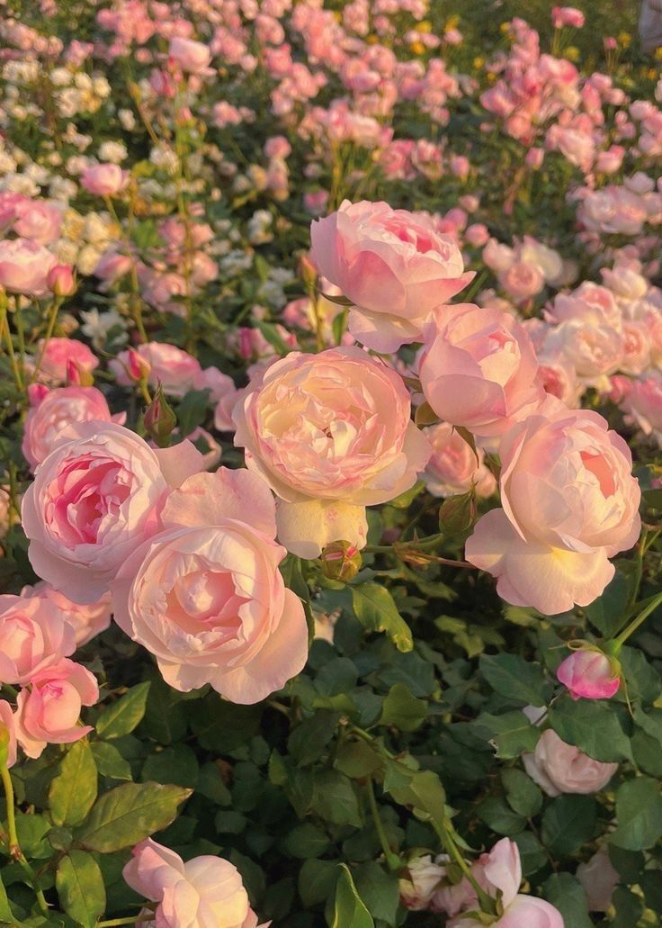 greenvibe's tweet photo. roses https://t.co/ADY4gxfeZv