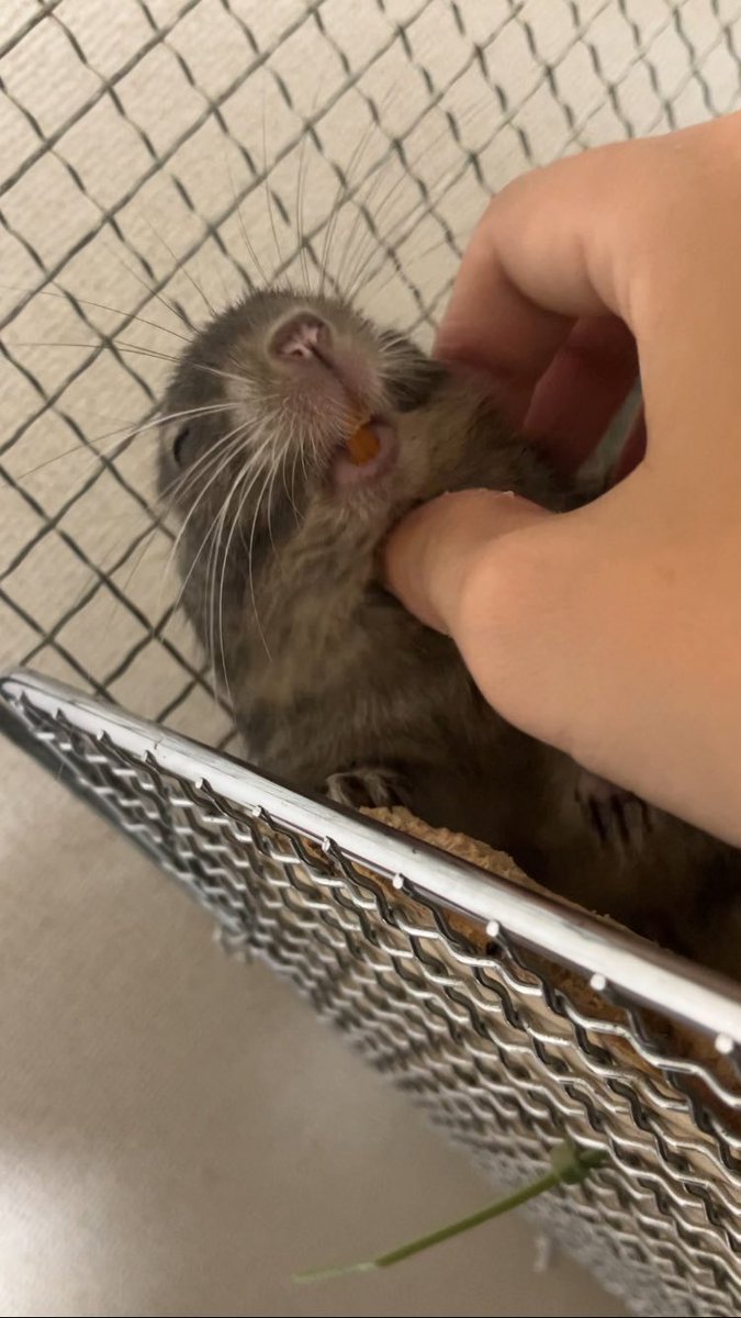 3_rtkb's tweet photo. 朝ギリギリなのに
🐀「んほ〜」
🐀「もう終わり？？」
👩「そんなわけないじゃないっすか！！！」
🐀「んほほほほほほ〜」
🐀「はい、ありがと」
ってなってしまう。かわいいのが悪い🐀 https://t.co/LPpPGdsgsn
