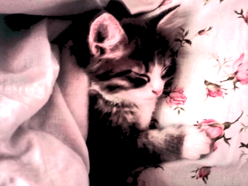 radioki11's tweet photo. pov:  u  just  realized  ricepirate  mick  sleeps  at  night  . . . 
(-⩊-)ᶻ𝗓𐰁 https://t.co/0qry4GGGNz