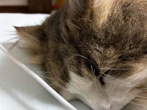 torachaba's tweet photo. もっっっふらいでぇ✨雨降ってるけど…☔
🐱またたび入りおもちゃにすりすりすりすり
😸………どこでも寝るぅ💤

#ノル猫の森  #猫
#猫好きさんと繋がりたい #猫モフー
#ノルウェージャンフォレストキャット #サビ猫 https://t.co/HjGCqyE2UM