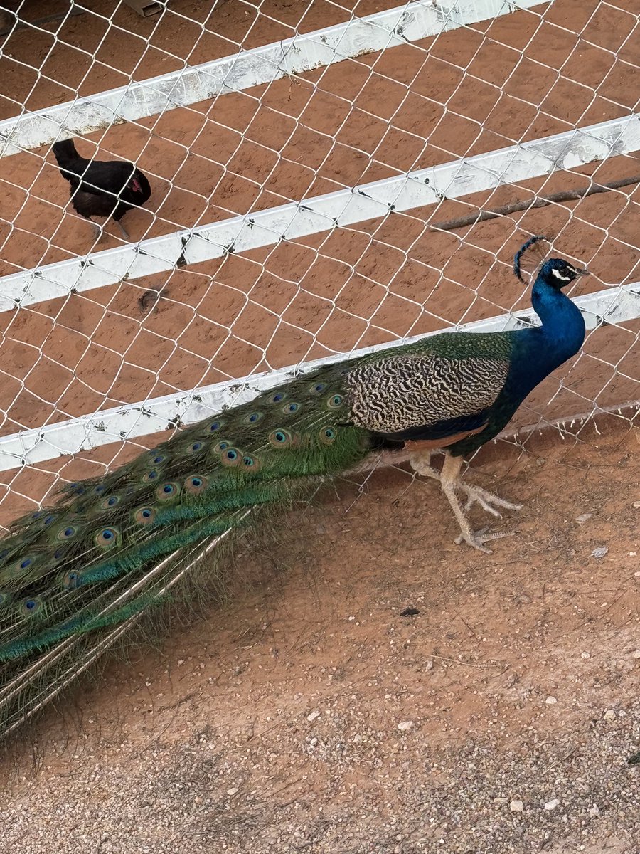 en9af_'s tweet photo. 🦚 || •• https://t.co/Yec6XwG6xY