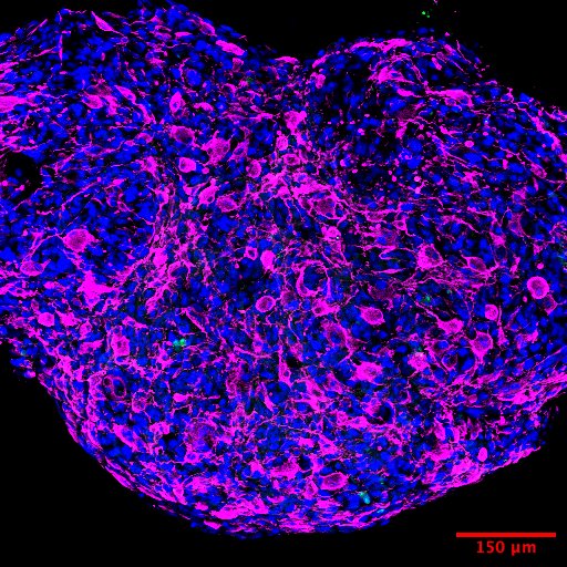 India BioImaging tweet media