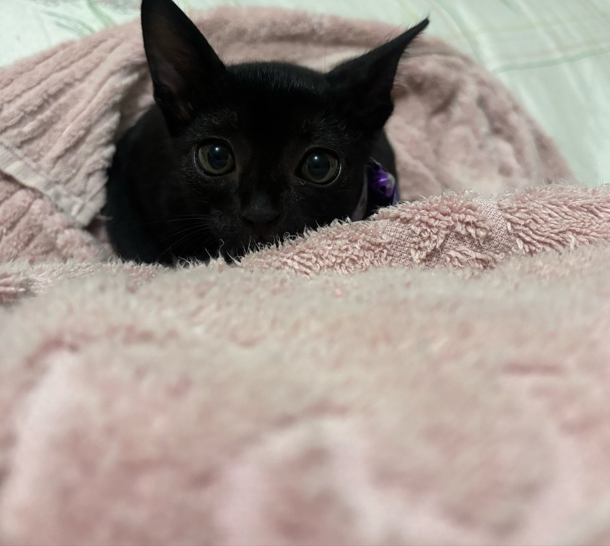 ijjjoknyangz's tweet photo. hoje faz um ano que um gato caiu do teto da casa da minha avó e um ano que eu encontrei o melhor amigo de toda a minha vida <3 https://t.co/9o6NB8mvgW