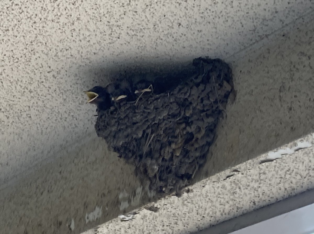 Rogonshi's tweet photo. 朝イチ月イチ高血圧受診へ🏥
病院での測定は115/82👍
先月の検査結果も問題なし✨

マンション裏口にいつの間にかツバメの巣ができてて、雛が4～5羽ピヨピヨしてましたの巻🐥🐥 https://t.co/YKBA9z9Cdz