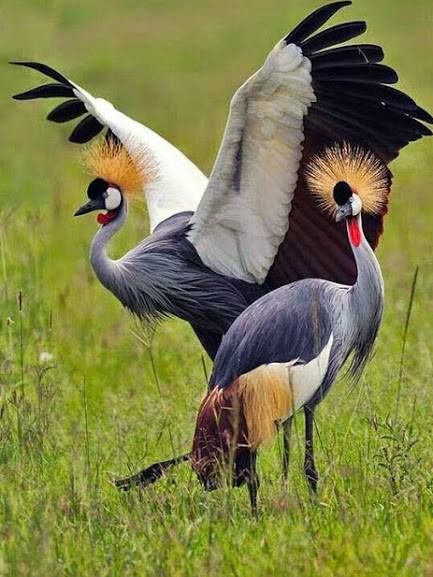 akasu5598's tweet photo. Good morning from Uganda the pearl of Africa
#ViditUganda
#ExploreUganda https://t.co/RGkMtj9nxA