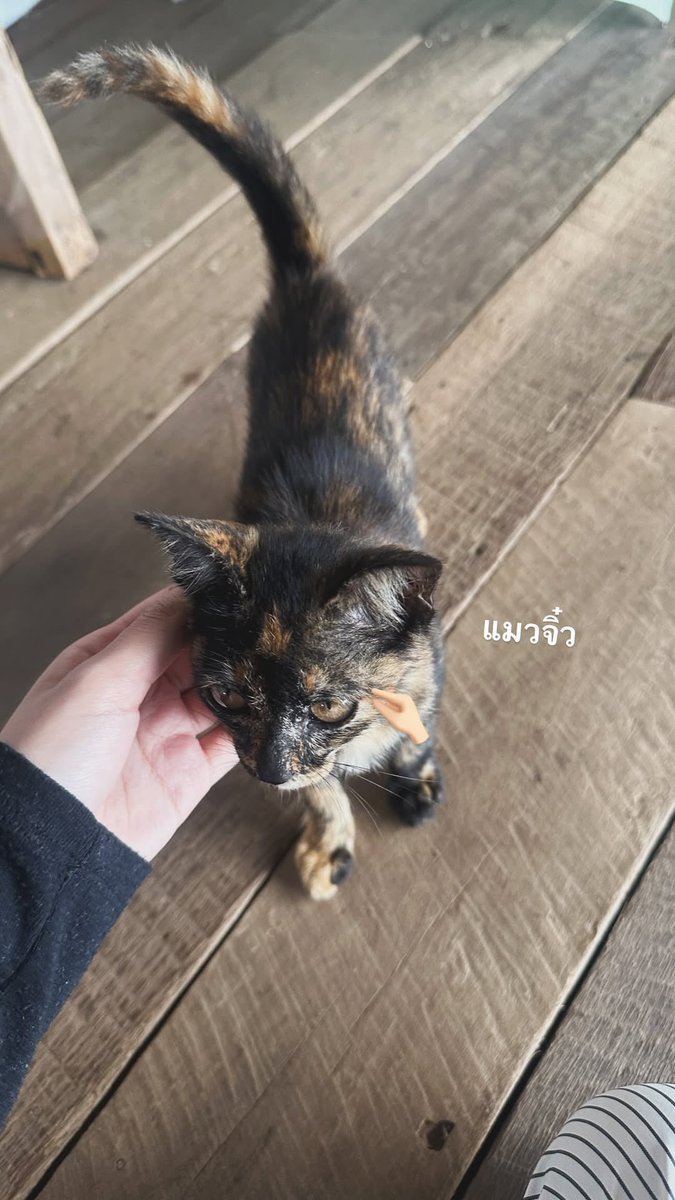MarineBNK48_TH's tweet photo. {Marine’s Instagram Story Update} — แมวจิ๋ว🤏🏻

🔗 https://t.co/LNHFODVSKR

⚓️ติดตามน้องมารีนได้ที่⚓️
https://t.co/6uiVojykgE

#MarineBNK48
#BNK48 https://t.co/kMF6scCFnW