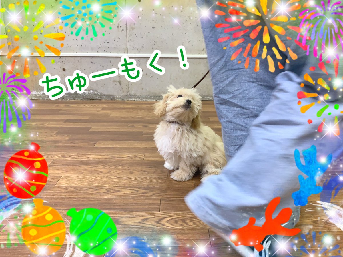 ciao2008's tweet photo. 一生懸命トレーニングを頑張っています✨

#しつけ教室 #ドッグトレーナー #ドッグスクール #中野区 #MIX #ビションフリーゼ #ヨークシャテリア #レトリバー #ついて #まて #シュナウザー #ポメラニアン #ダックス #おいで https://t.co/krtR68JOM8