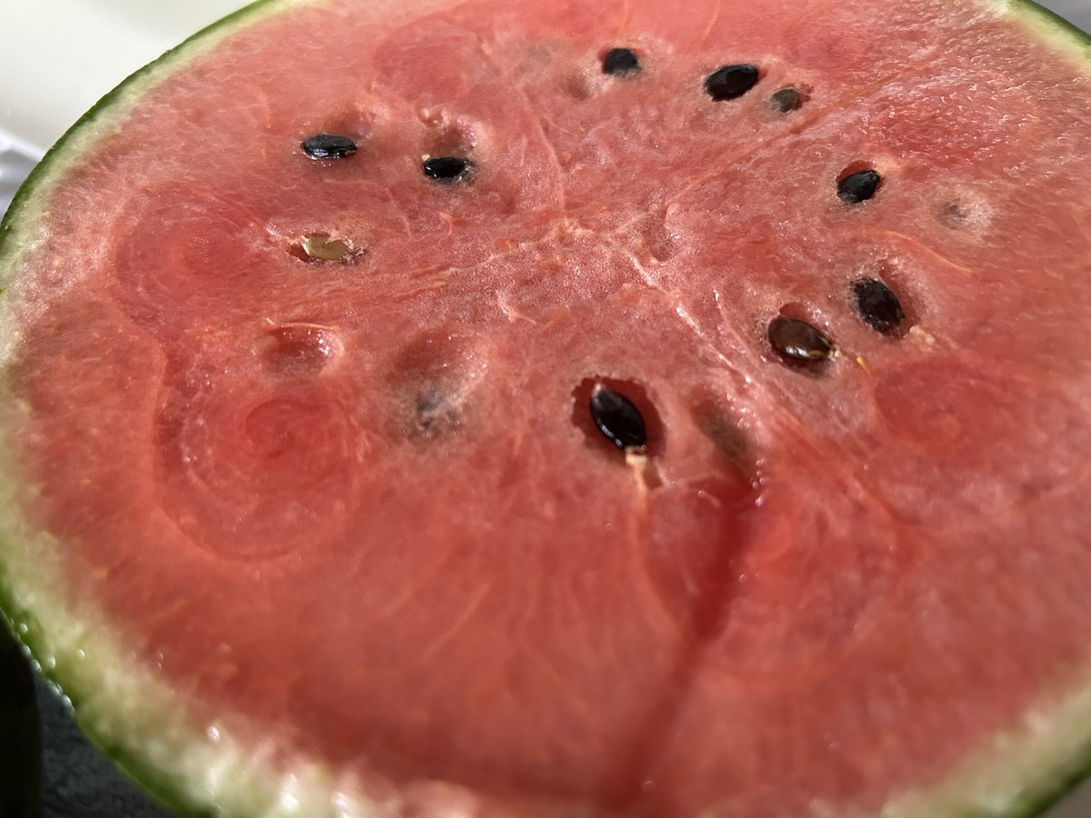 Lave00blue's tweet photo. 小玉スイカ🍉🍉💜
グーちゃん観ながら食べよ😋🍉 https://t.co/ncTB2pD3NZ