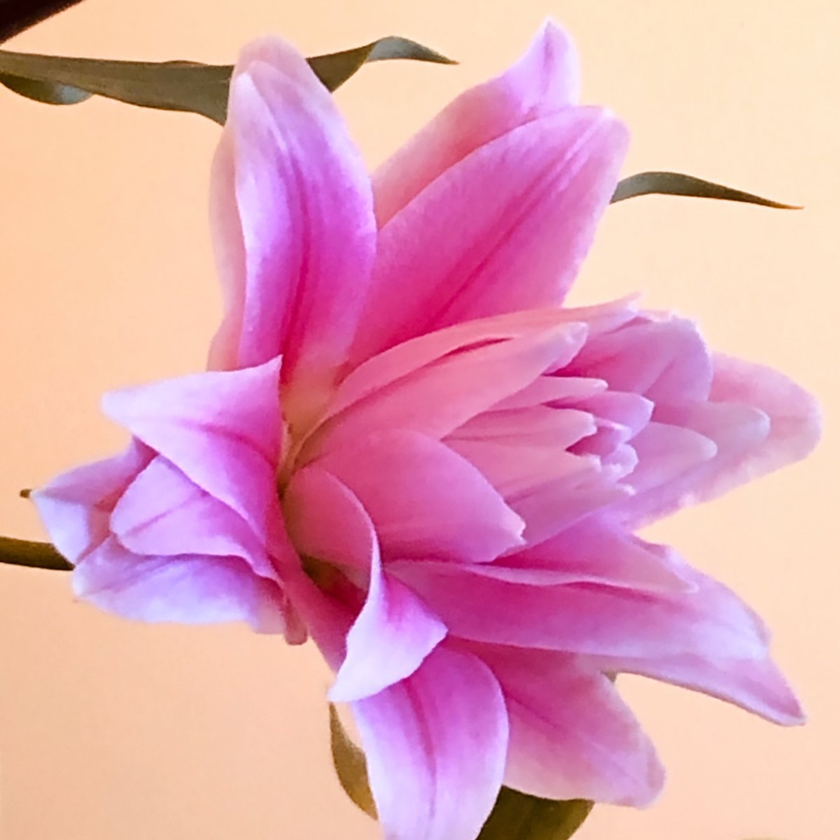 33mihal's tweet photo. 百合
#花
#tokyo https://t.co/YUCH9jqZNx