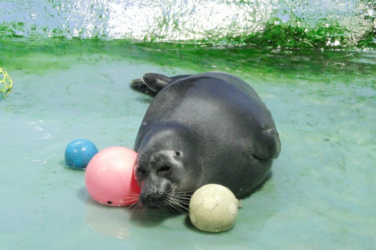 shu_1aquarium's tweet photo. ボールと並ぶニコ
#バイカルアザラシ 
2026.7  鳥羽水族館 https://t.co/LgV02EXM4q
