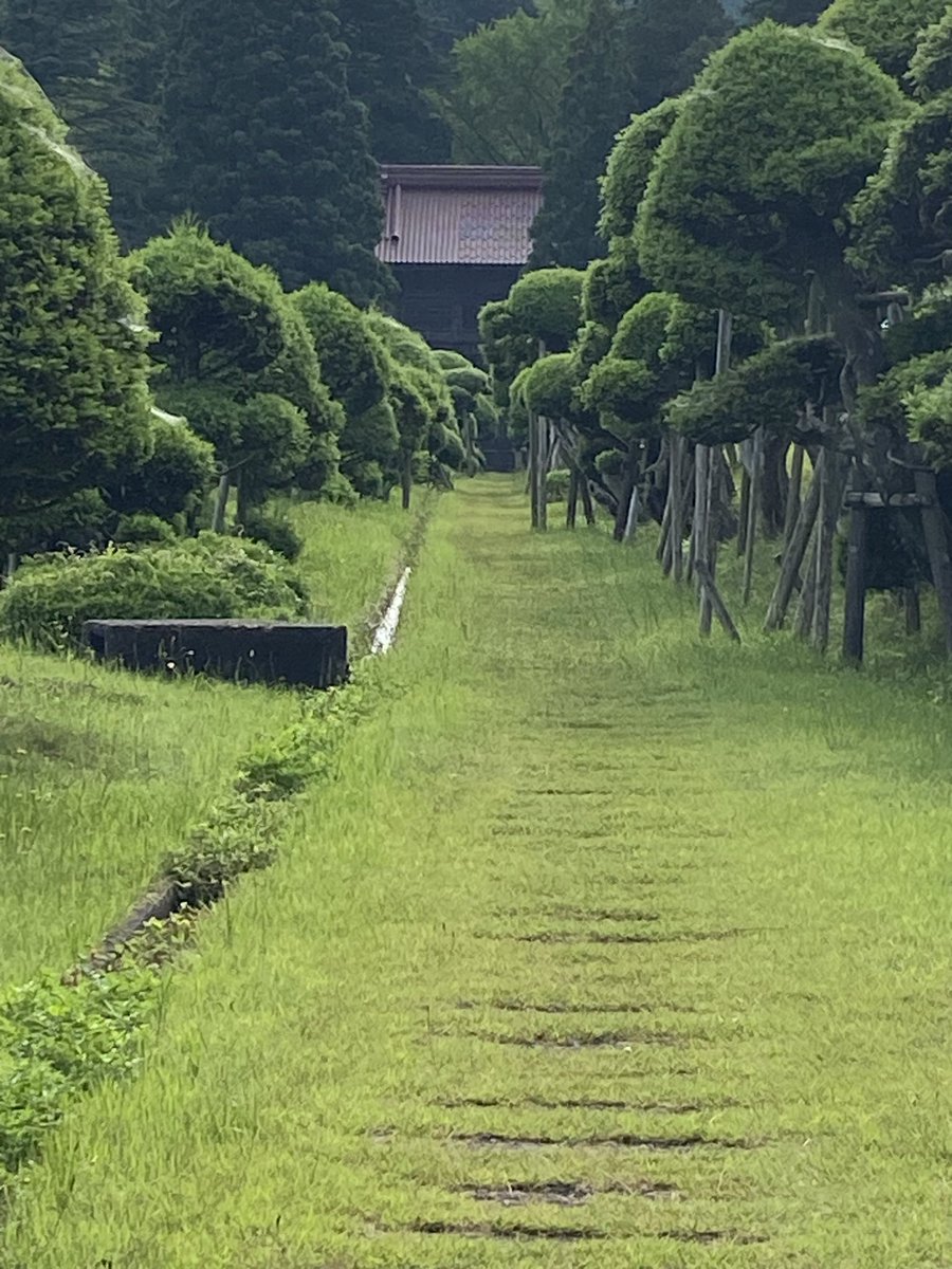 SokojiTemple's tweet photo. 【書道教室のお知らせ】

7月4日(土)10:00〜12:00
習字道具と半紙、受講料500円をお持ちください。

どなたでも参加できます。
月謝制ではなく行きたいときに行く書道教室です。
お気軽にご参加ください

今朝のきのこ杉の参道です。
緑が鮮やかです

#總光寺
#きのこ杉_山形県天然記念物 
#書道教室 https://t.co/51ebUro329