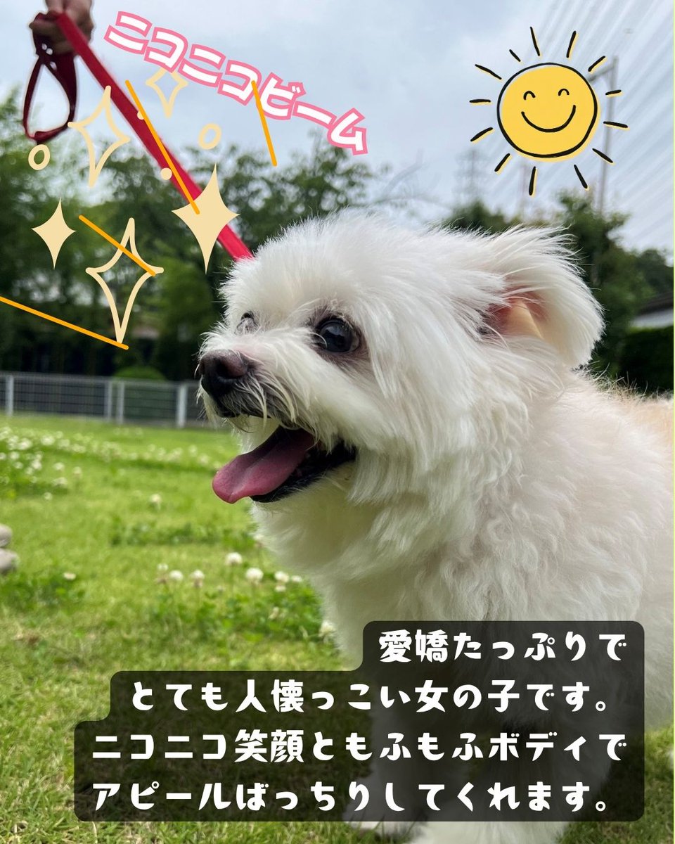 ニッコニコ笑顔、もふもふボディ、プリプリしっぽのまよちゃんです
