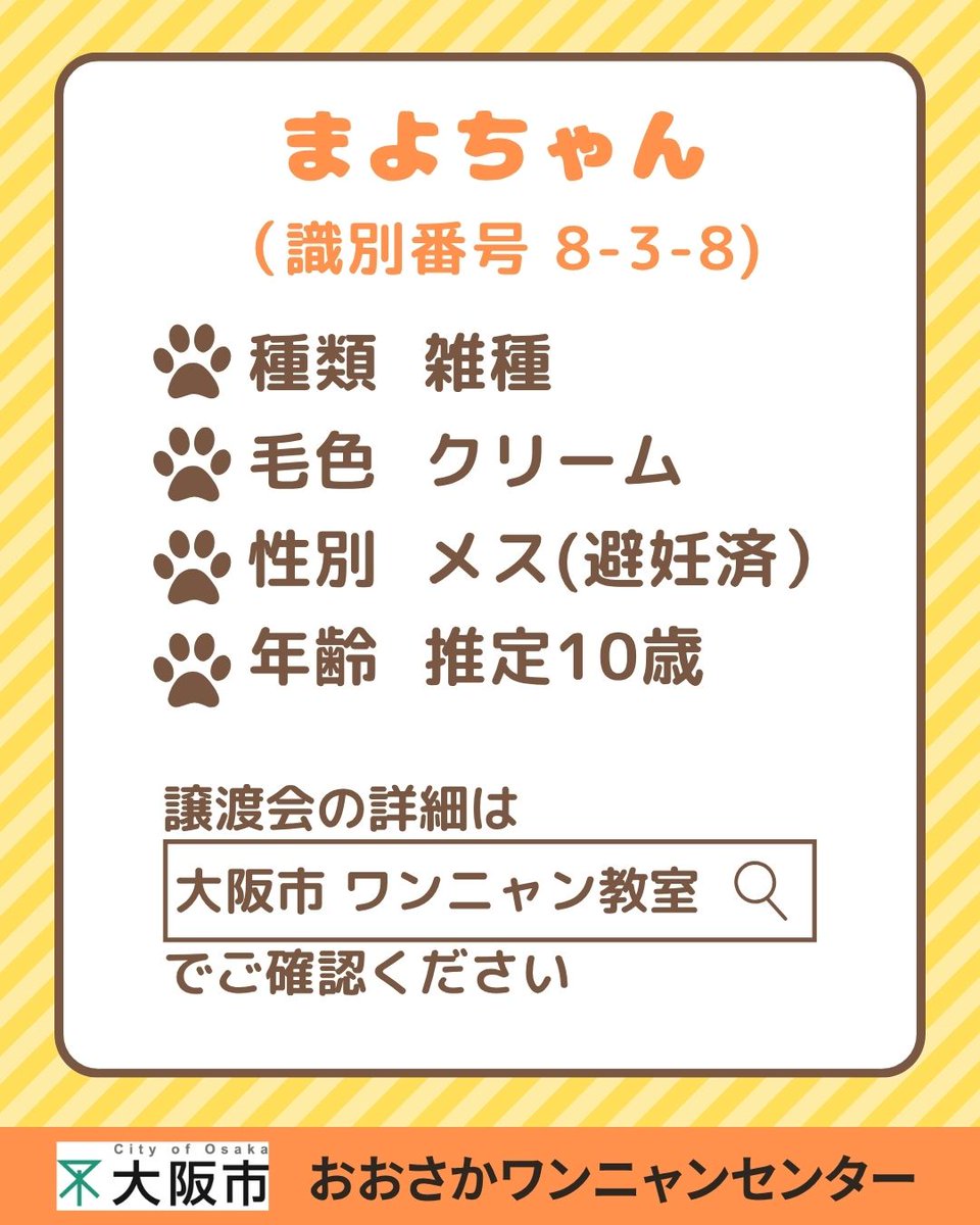 ニッコニコ笑顔、もふもふボディ、プリプリしっぽのまよちゃんです