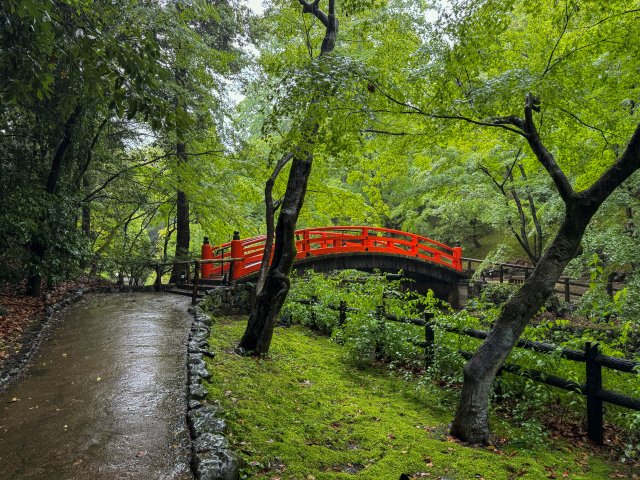Explo_Kyoto2026's tweet photo. Fresh green maple leaves at Kitano Tenmangū — sunlight filtering through and a gentle breeze. 
#kyoto #japantrip https://t.co/gYnDW8XzUp