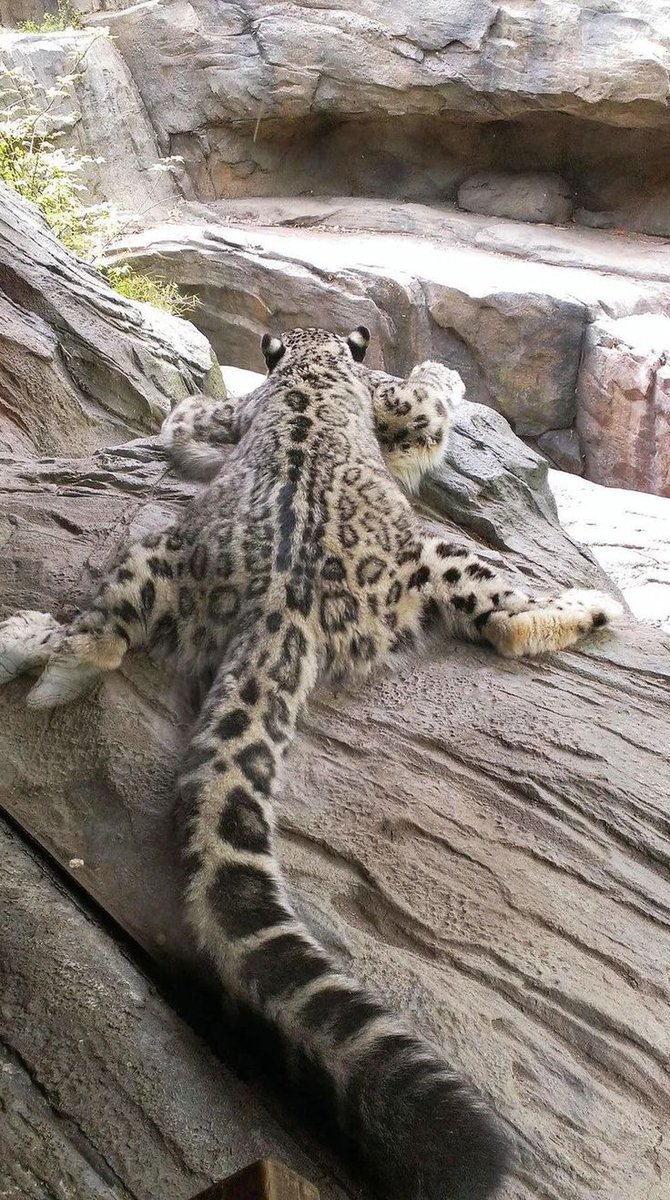 NatureAnimalw's tweet photo. https://t.co/XJzsTxYMD1