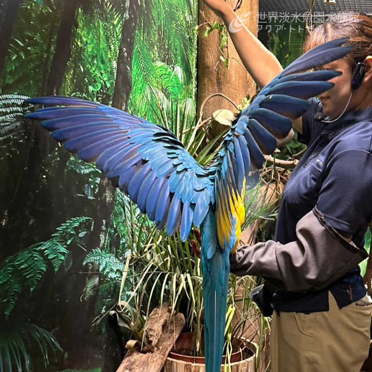 7月4日（土）・5日（日）の11:15より、ルリコンゴウインコの特別ガイド