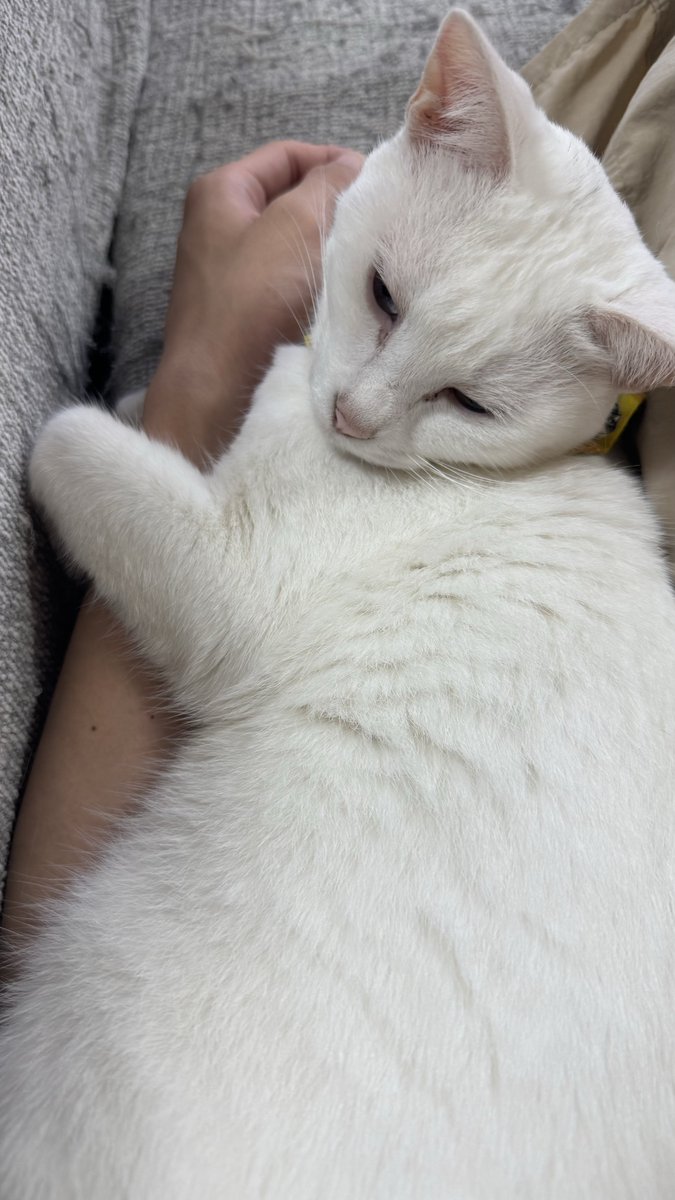 saru1177's tweet photo. うちの末っ子はパパの腕を抱き枕にして寝ます https://t.co/fWiuBlRkWz