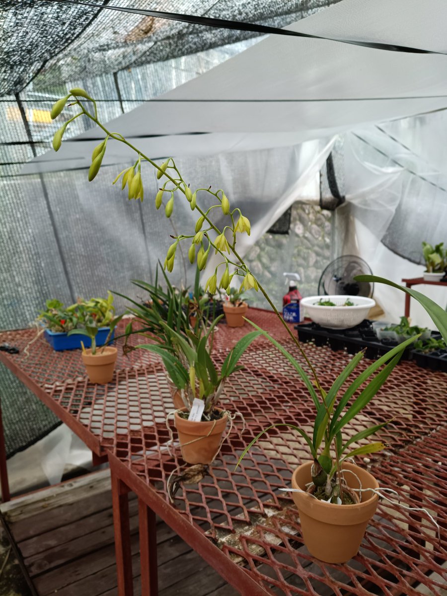 Rhizantha_'s tweet photo. Encyclia rufa

もっと真っ黄色な花だと思ってたけど緑だ
咲き進めば黄色くなるのかな
ともかくやっと親に使える🥹✌️ https://t.co/2qc3ZpJCMf