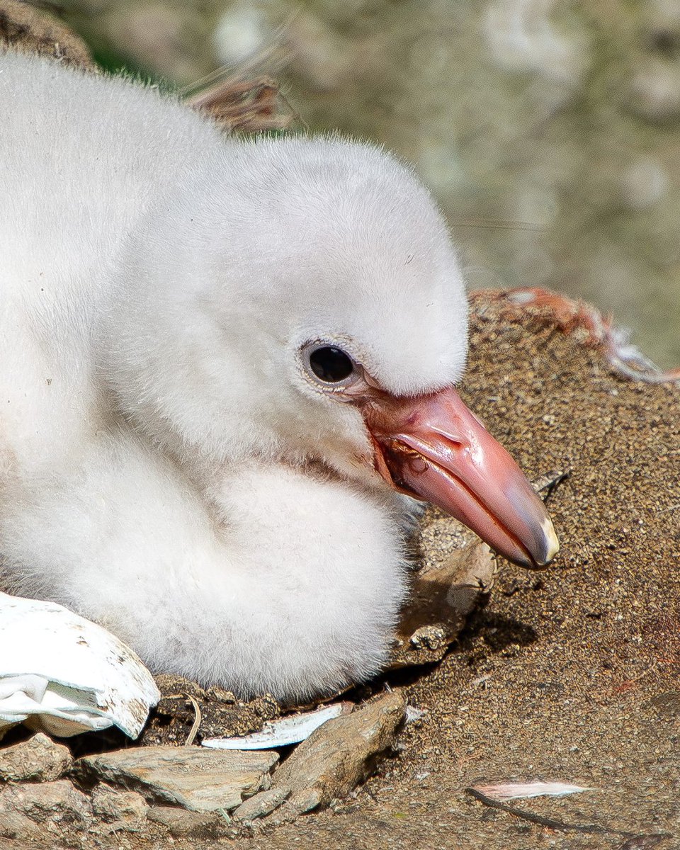 CornishParadise's tweet photo. Say a big hello to our fluffy flamingo chick! 🦩
We are celebrating the hatching of a beautiful Caribbean Flamingo chick to parents Edwina and Anthony.  👏 This new arrival is a sibling to Derek, who hatched in 2019, and Frankie, who hatched in 2025. https://t.co/Ffp4AhNj67
