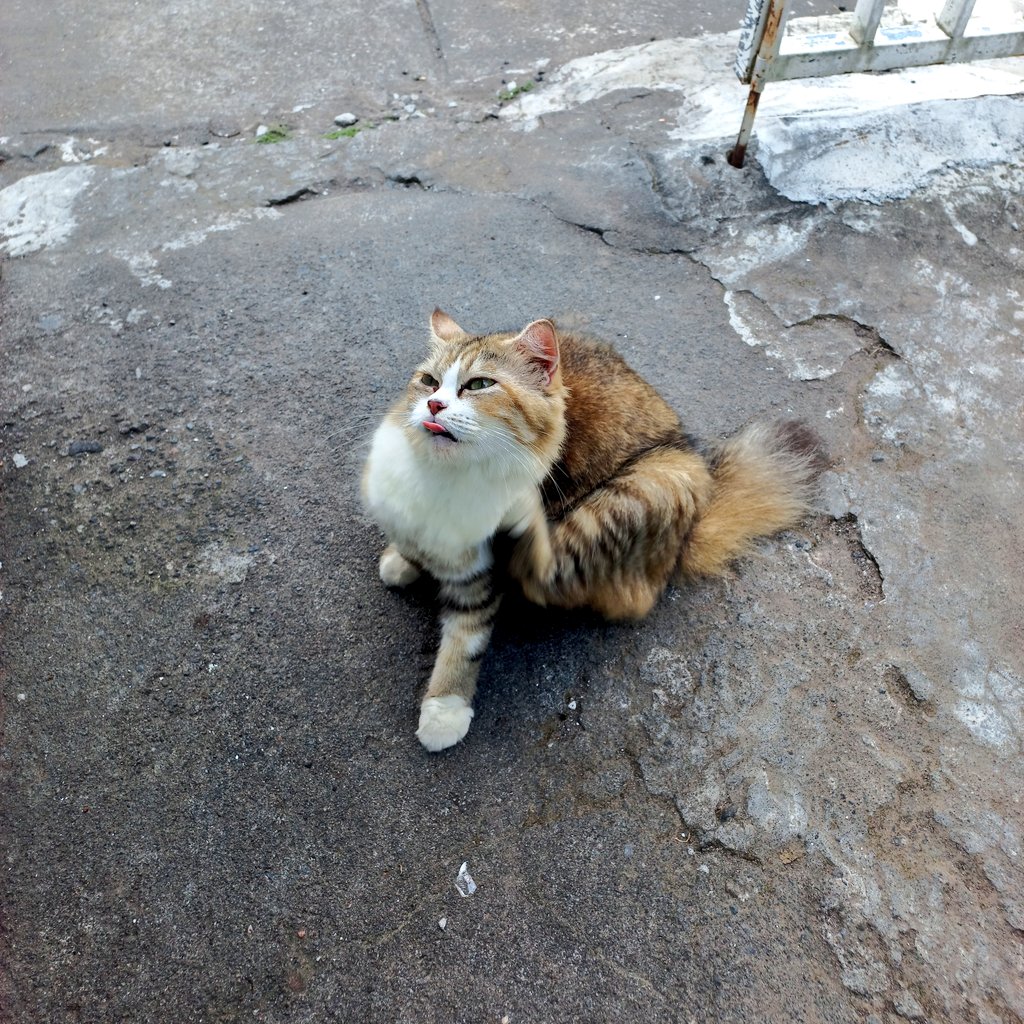 dwfjrini's tweet photo. Kucing tak dikenal nyamperin terus.
Aku culik nanti kamu 🤏 https://t.co/MfDdlniGbM