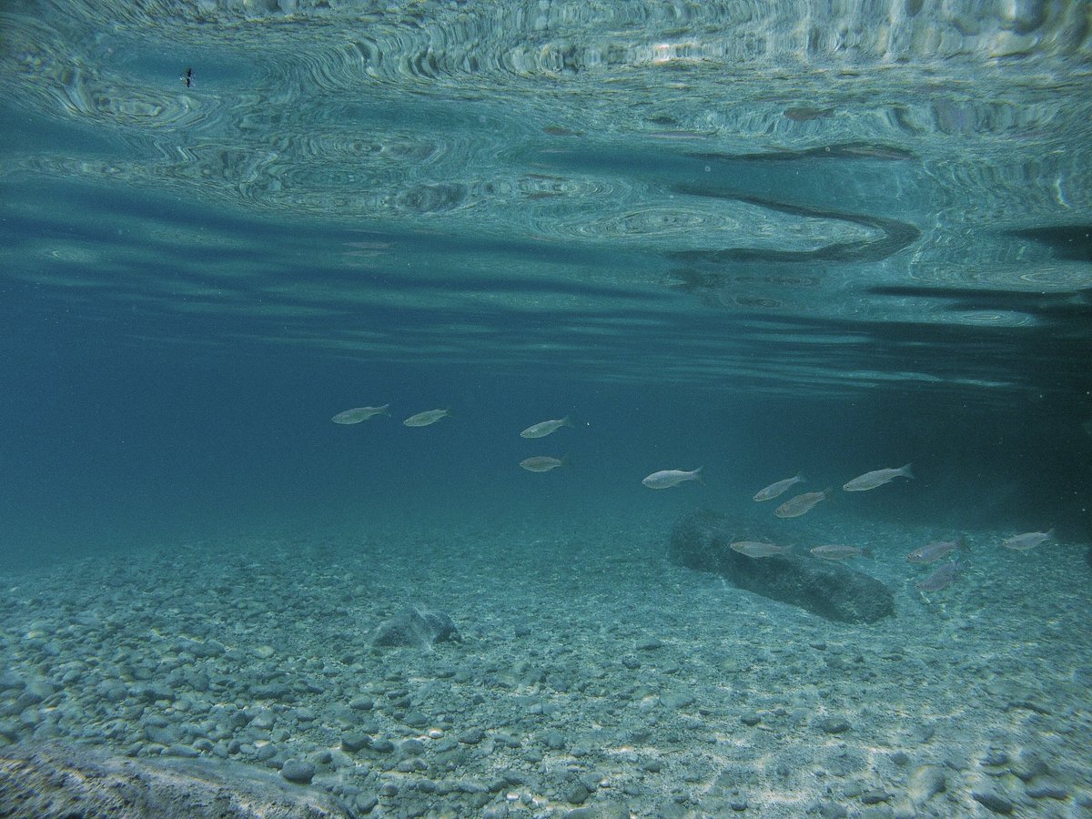 AimarMo85's tweet photo. That was a fun day... 😍 #diving #snorkeling #croatia #croatiafulloflife #zaostrog #underwater #photography #summer #photooftheday https://t.co/KcAtidF11n