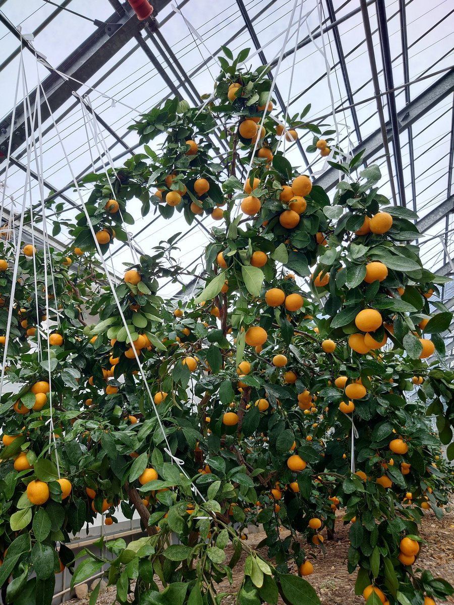 みかん✳︎✳︎ 農業 #ハウスみかん 今日からハウスみかんの収穫開始 ✂🍊 去年より