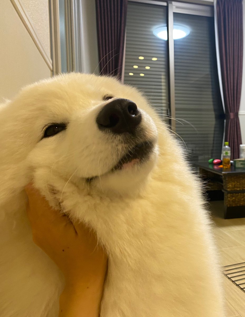 kohaku_Samoyed's tweet photo. いたずらして怒られてるあざらし🦭 https://t.co/vVz5BT9PkM
