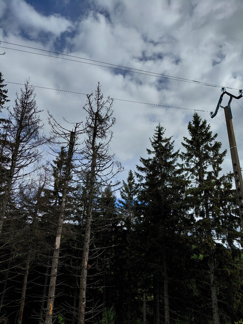 alise48's tweet photo. @p_monge858 Epicéas moribonds.
Entrée du village en #Lozère.
Près du réseau électrique.
Pas esthétique et dangereux.
Vive les #feuillus. https://t.co/taaAT5ttFn