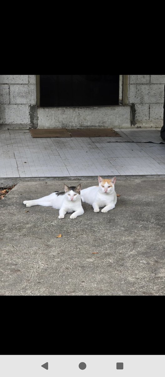 Its_biaaaa44's tweet photo. Cutie ng mga tambay sa labas ng bahay namin😍 https://t.co/rijI3WPEqC