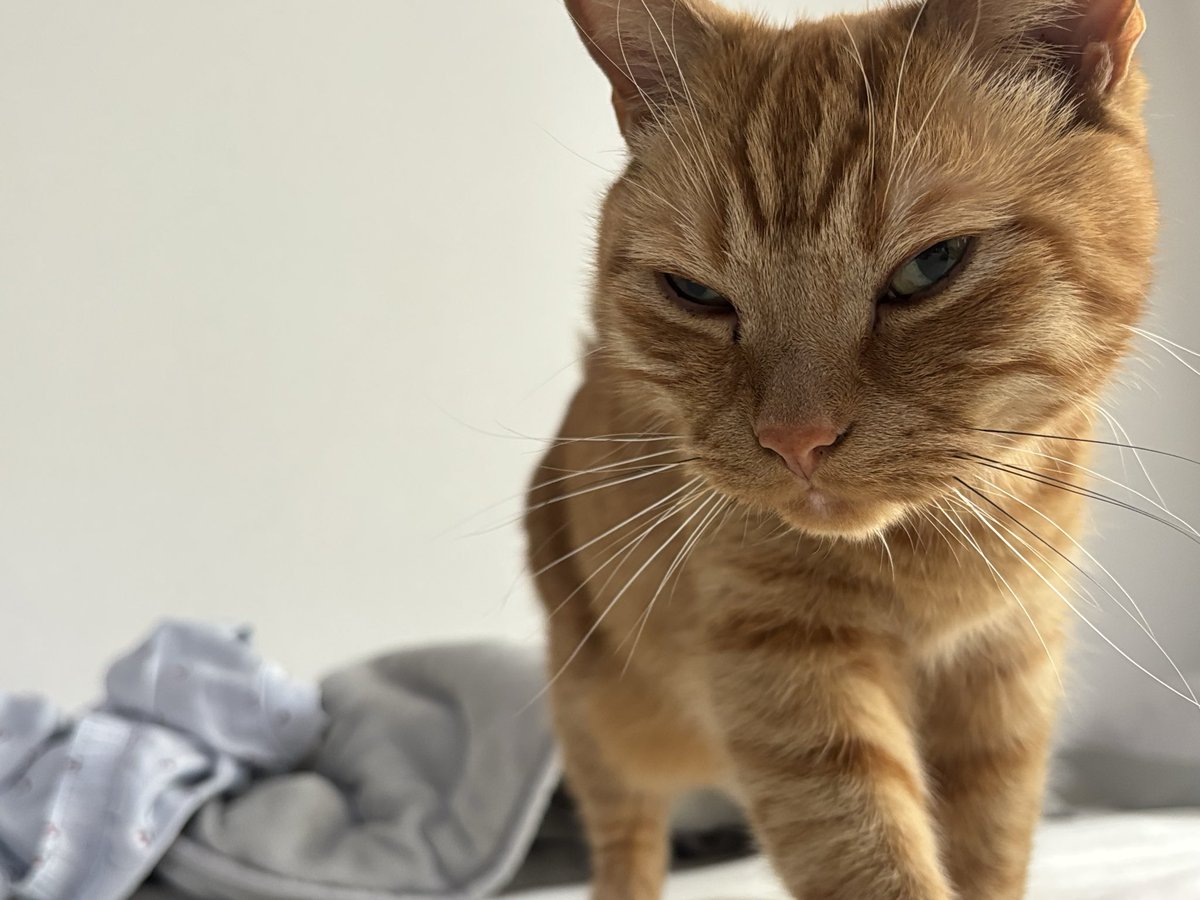 SALMON_BOKO's tweet photo. ねこ「おい、起きろ主人。構えや」 https://t.co/8rID4ueQSi