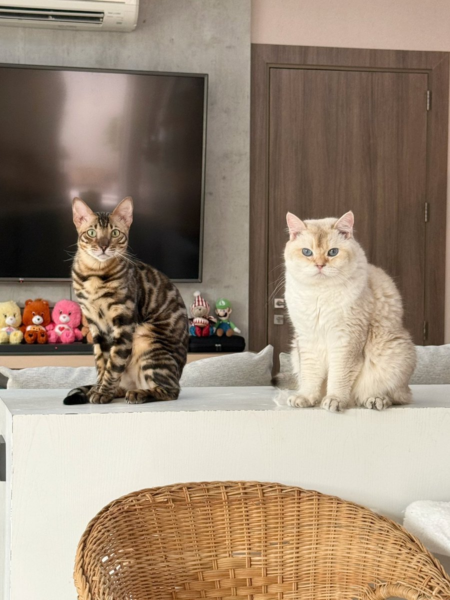 Bonusiie's tweet photo. เสือจ๋องกับหมีควาย https://t.co/dlUb4SOsbt