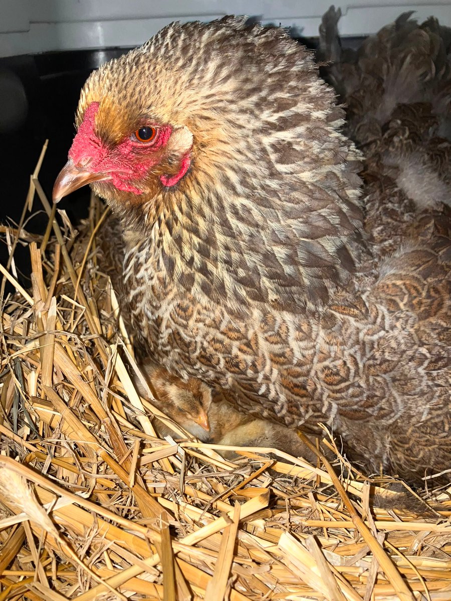 baspa_dev's tweet photo. De Brahma-kuikens zijn gister onder kloek geplaatst en alles gaat goed! Wat een prachtige dieren. https://t.co/eUiz7InfT1