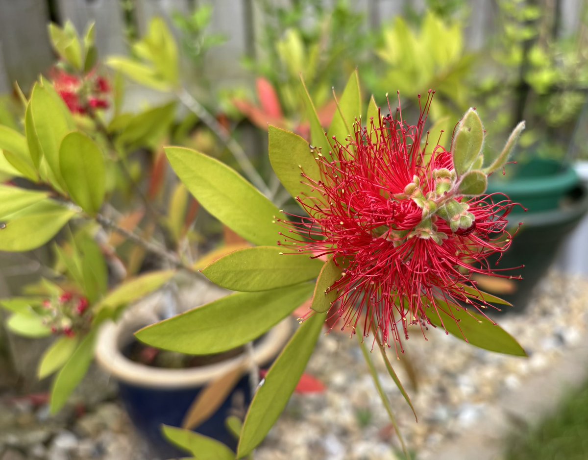 NoniSturge's tweet photo. Have a lovely day everyone. Lots of smiles ☺️
📷 The Bottlebrush is back. One of my favourite plants ❤️
#Myrtaceae #Bottlebrush #plant #gardening https://t.co/hCpvpj0Y0E