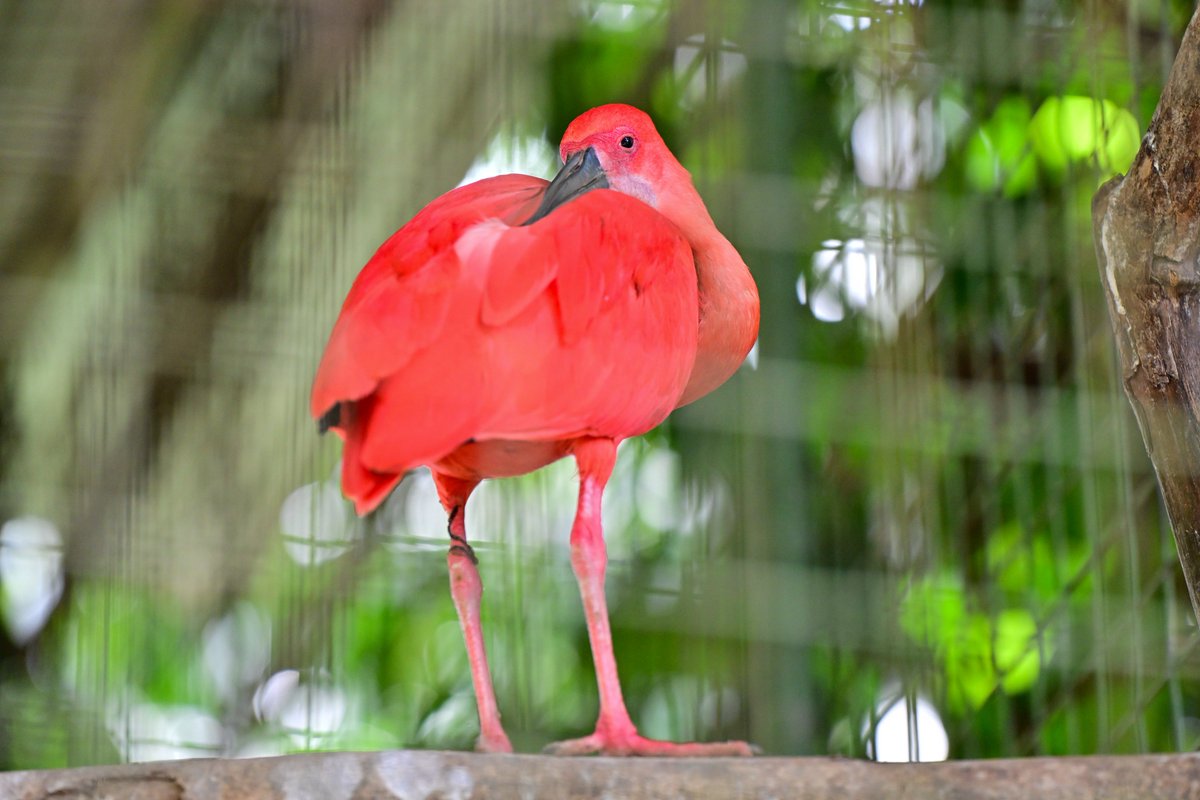 rangaba tweet picture
