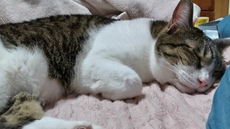 yumemiyaai's tweet photo. 昨日今日のチャマと次郎吉とお萩ちゃんと白玉あんこ餅です
チャマを優しく優しくこねていくと溶けて柔らかく美味しくなります
私が１日寝ていると付き合って横で１日寝る次郎吉
洗濯物の上でくつろぐお萩ちゃん
ご飯を食べた後の人相の悪いあんこ餅
#猫のいる暮らし https://t.co/nR2aCICL93